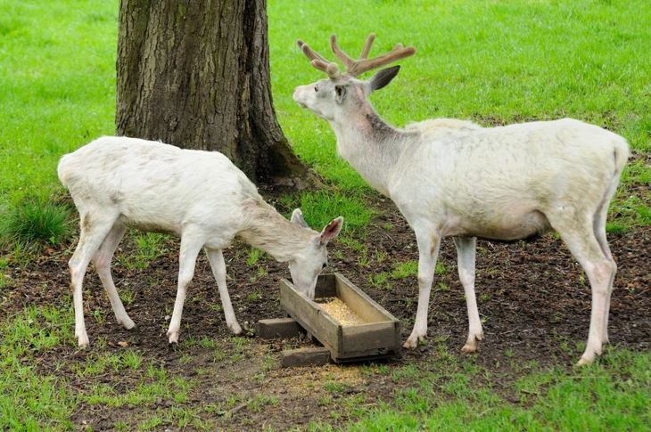 Buying Guide: Features To Consider When Hunting For A Deer Feeder